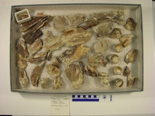 Ichthyodectes sp.