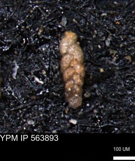 Ammobaculoides phaulus
