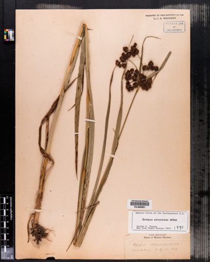 Scirpus atrovirens