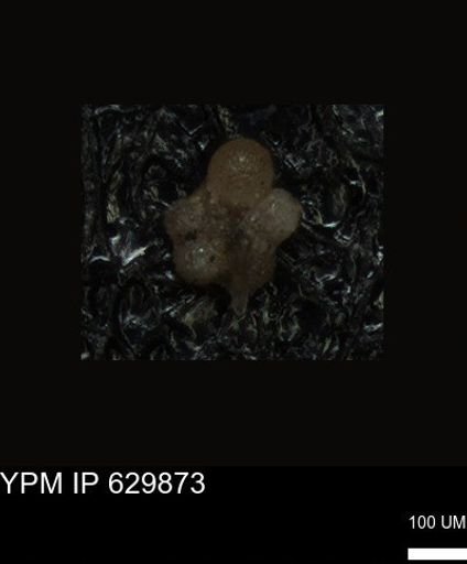 undet. Foraminiferida