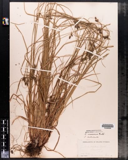 Carex virescens