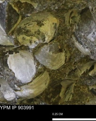 undet. Bivalvia