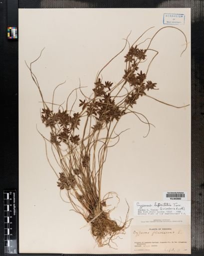 Cyperus bipartitus