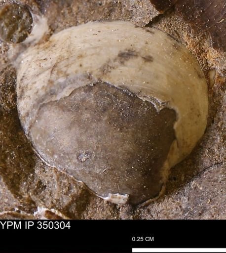 Corbulamella?