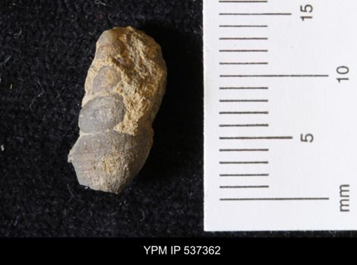 Goniobasis ortmanni