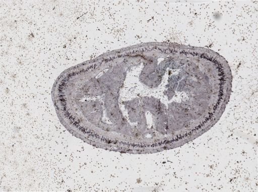 Lineus viridis