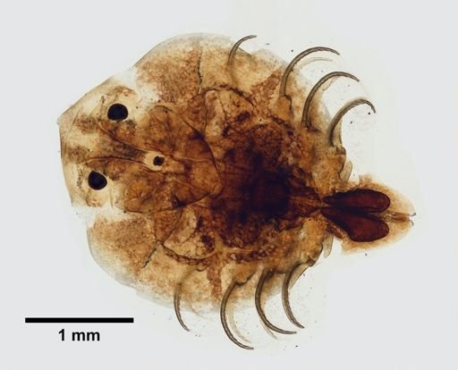 Argulus catostomi