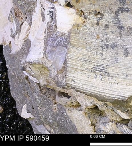 undet. Bivalvia