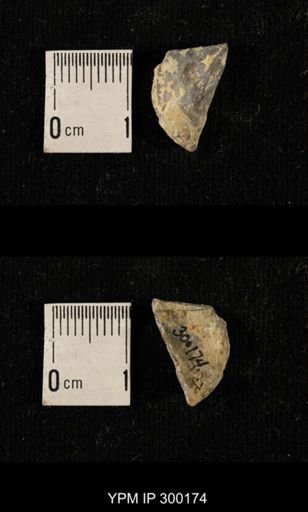 Chonetes subliratus