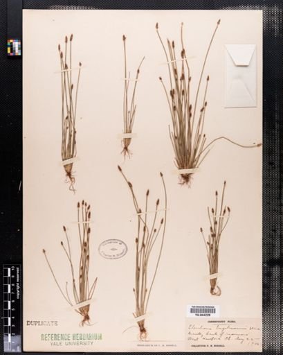 Eleocharis engelmannii
