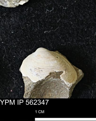 Limopsis striatopunctatus
