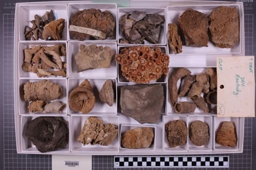 mixed taxa, stratigraphic collection