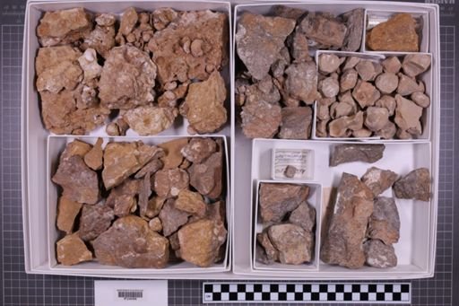 mixed taxa, stratigraphic collection