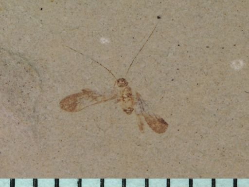 undet. Psocoptera