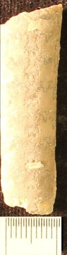 Baculites