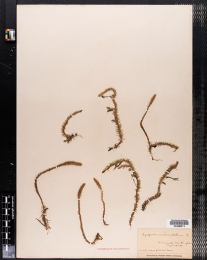 Lycopodium inundatum