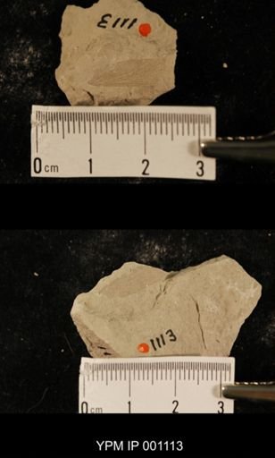 Protereisma elongatum
