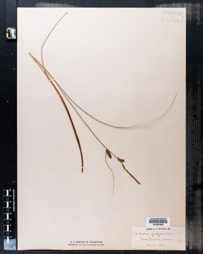 Carex filiformis