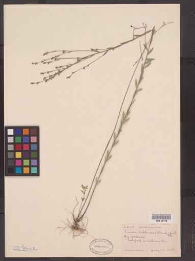 Linum medium