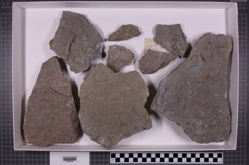 mixed taxa, stratigraphic collection