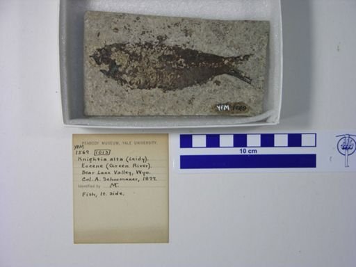 Knightia alta
