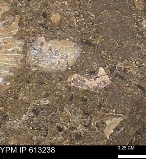 Scaphites sp.