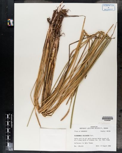 Eleocharis