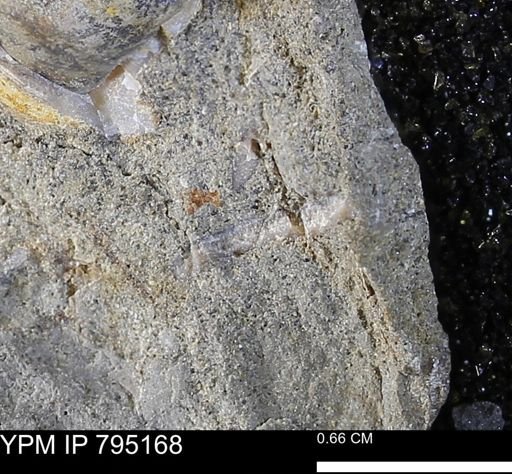 undet. Bivalvia