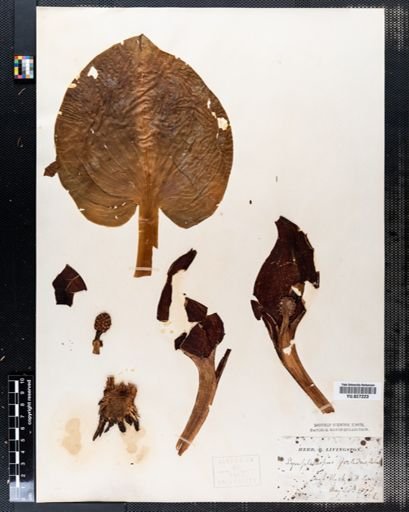 Symplocarpus