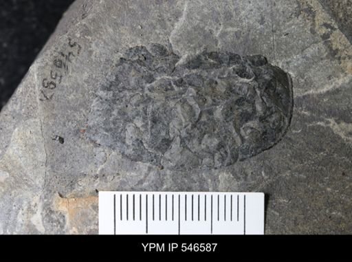 undet. Eurypterida