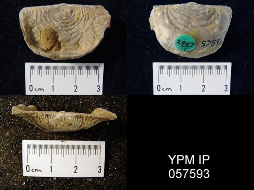 Leptaena rhomboidalis