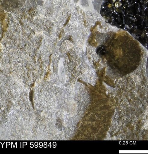 Protocardia subquadrata