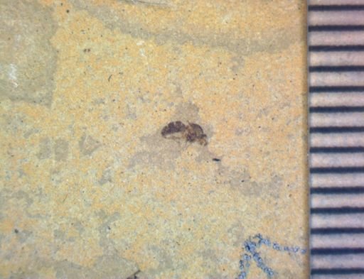 undet. Hymenoptera