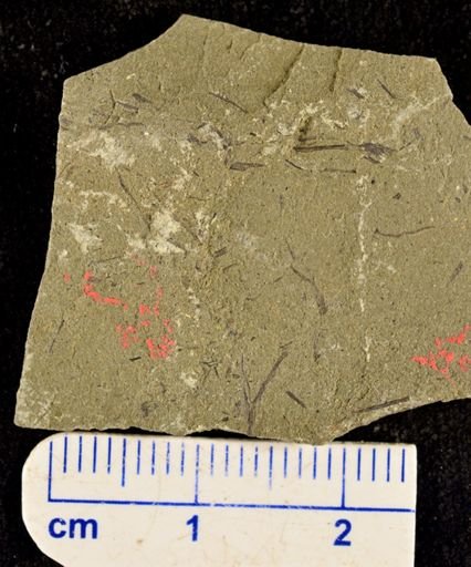 Hostinella sp.