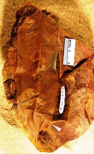 Cinnamomum sezannense