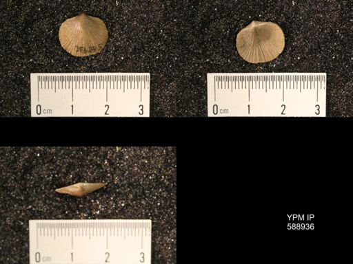 Dalmanella testudinaria emacerata