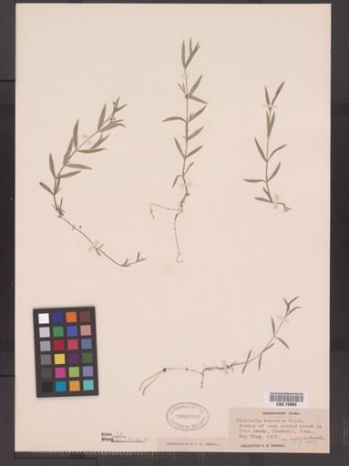 Stellaria calycantha