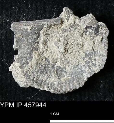 Strophodonta sp.