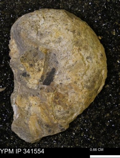 Scaphites sp.