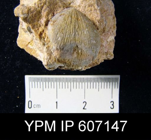 Uncinulus sp.