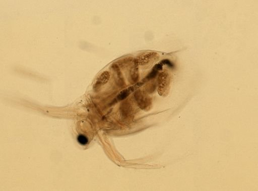 Daphnia