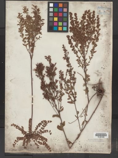 Lechea villosa