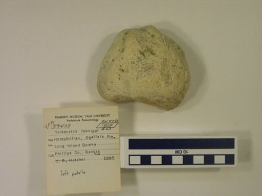 Teleoceras fossiger