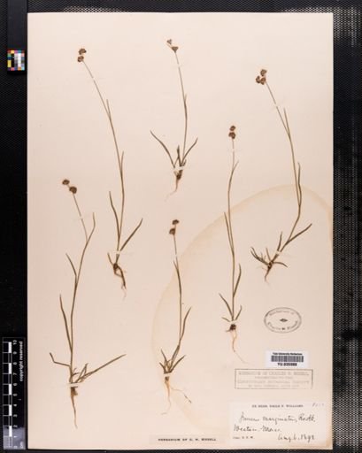 Juncus marginatus