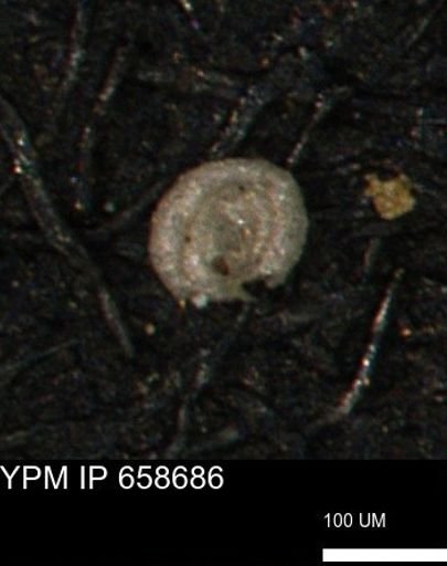 Spirolocammina subcircularis