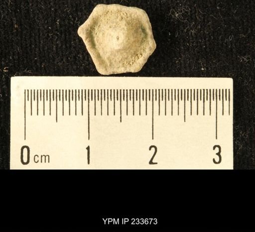 Archaeocidaris sp.