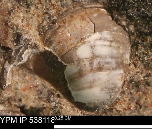 Corbulamella gregaria