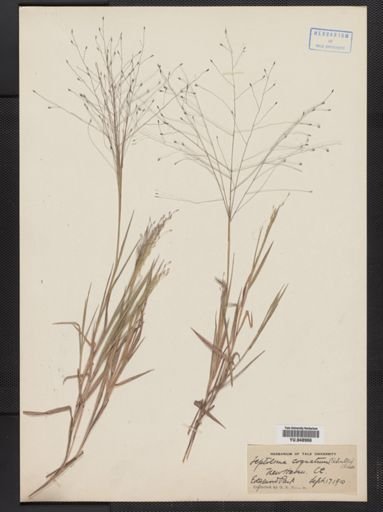 Digitaria cognata