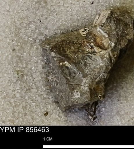 undet. Mollusca