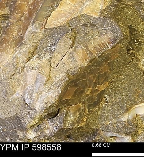Inoceramus sp.